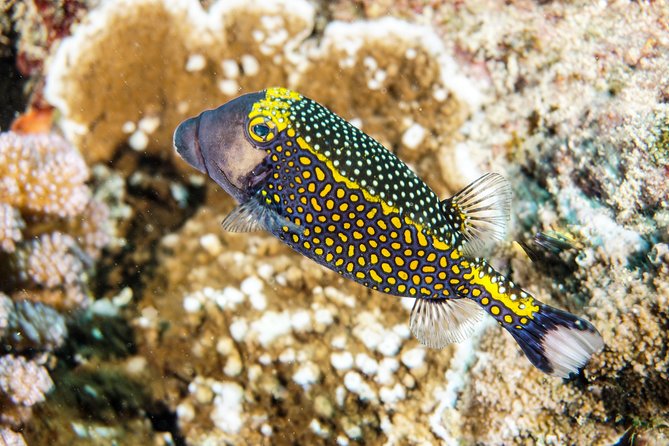 1/2 day Tahaa coral garden - departure Raiatea / ideal for cruise passengers - Key points to know before booking