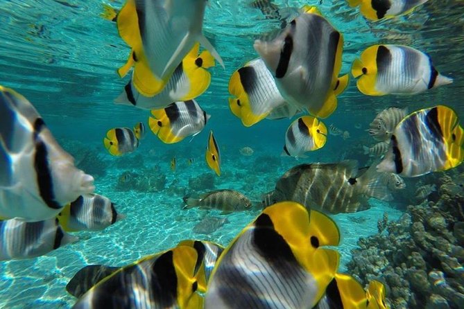 1/2 day Tahaa coral garden - departure Raiatea / ideal for cruise passengers - How the tide changes the experience