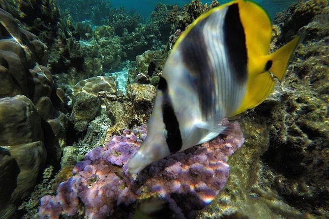 1/2 day Tahaa coral garden - departure Raiatea / ideal for cruise passengers - What is included and what you should bring
