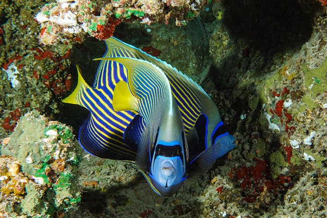 1/2 day Tahaa coral garden - departure Raiatea / ideal for cruise passengers - Is $144.54 a fair price?