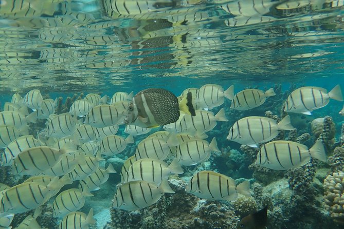 1/2 day Tahaa coral garden - departure Raiatea / ideal for cruise passengers - Who will enjoy this most?