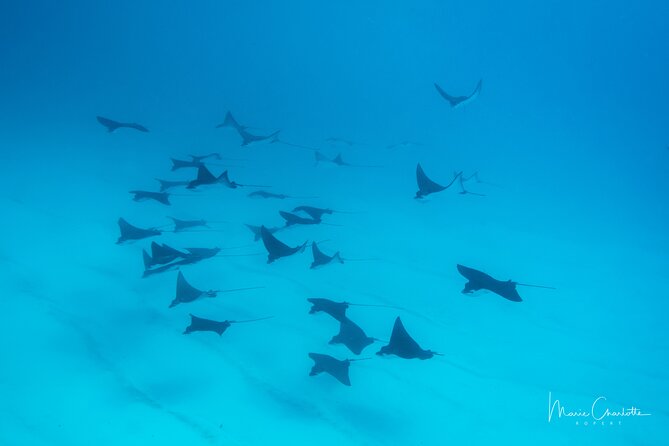 1 Afternoon Dive for Certified Divers in Bora Bora - Pickup keeps the logistics pleasantly simple