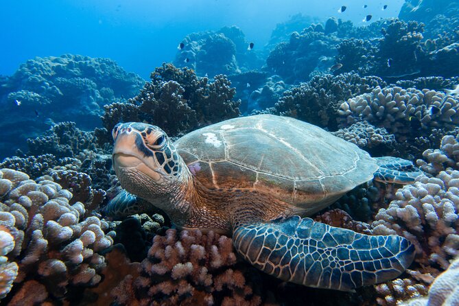 1 Afternoon Dive for Certified Divers in Bora Bora - The boat ride leads to a site chosen that day