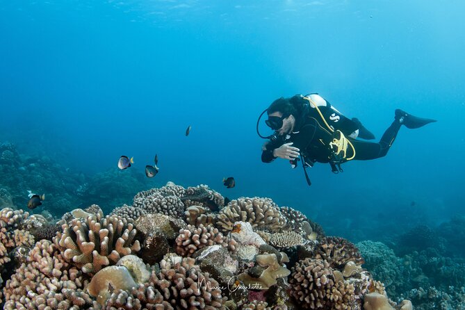 1 Afternoon Dive for Certified Divers in Bora Bora - The price makes sense for a focused two-hour outing