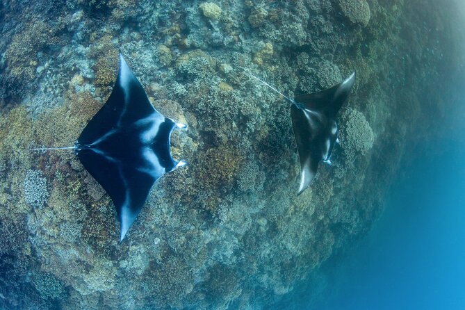 2 Dives in the morning for certified divers in Bora Bora - Key details before you book