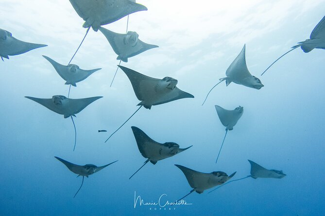 2 Dives in the morning for certified divers in Bora Bora - First stop: the lagoon and its manta rays