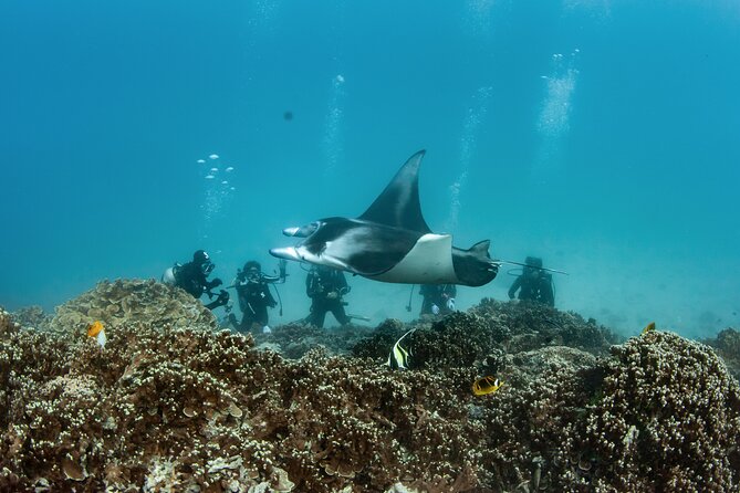 2 Dives in the morning for certified divers in Bora Bora - The boat, equipment, and break between descents