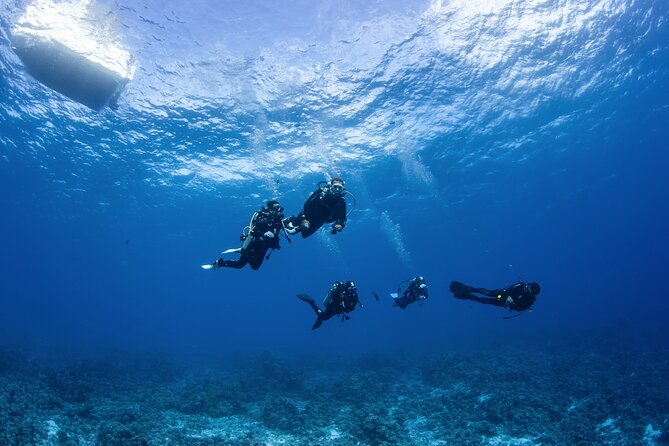 2 Dives in the morning for certified divers in Bora Bora - Safety and the operator’s wildlife standards
