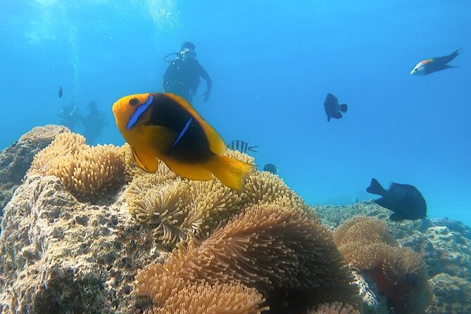 2 Dives in the morning for certified divers in Bora Bora - Why the small group matters underwater