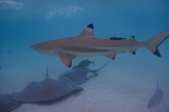 2 hours discovery tour of Moorea by Jet Ski - The ray and blacktip shark stop near the motus