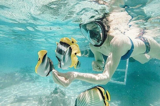 3-hour Lagoon Snorkeling Tour - Shared Tour - Five things to know before you book