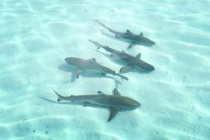 3-hour Lagoon Snorkeling Tour - Shared Tour - The coral garden offers a different kind of snorkeling