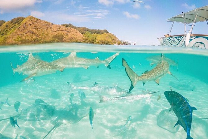 3-hour Lagoon Snorkeling Tour - Shared Tour - How the three-hour timing works for your day