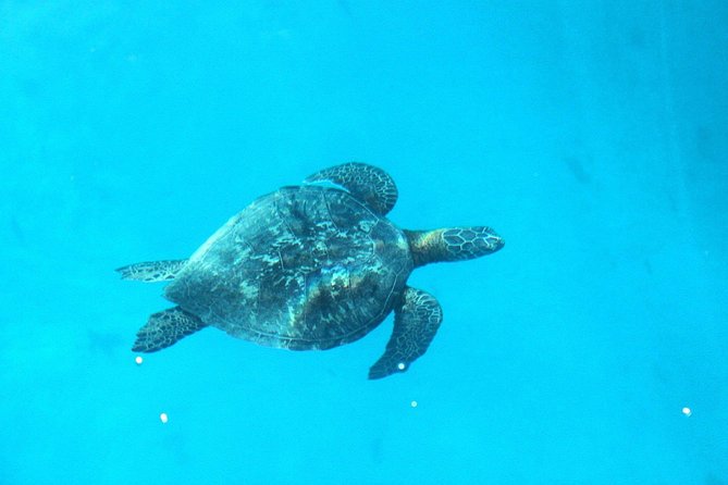 3-hour Lagoon Snorkeling Tour - Shared Tour - Is $91.88 a good value?