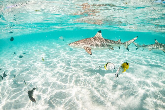 3-Hour Snorkeling Tour - Meeting point and timing need attention