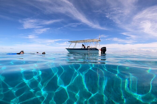 3h dolphin and snorkeling tour in a wild lagoon with Mobydick - The first search for spinner dolphins
