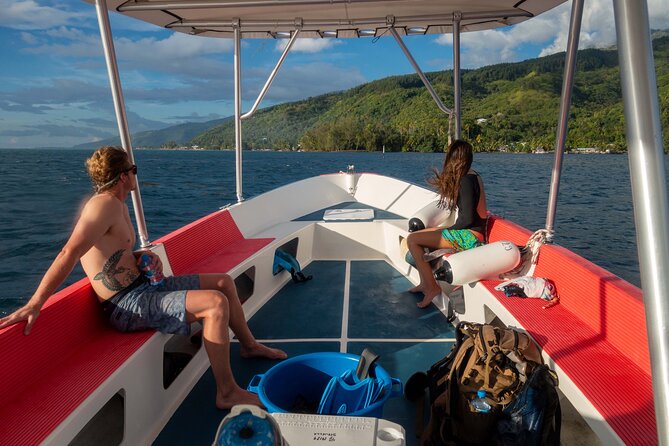 3h dolphin and snorkeling tour in a wild lagoon with Mobydick - The value of $144.54 per person