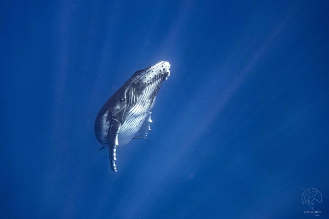 3h dolphin and snorkeling tour in a wild lagoon with Mobydick - Season, weather, and cancellation rules