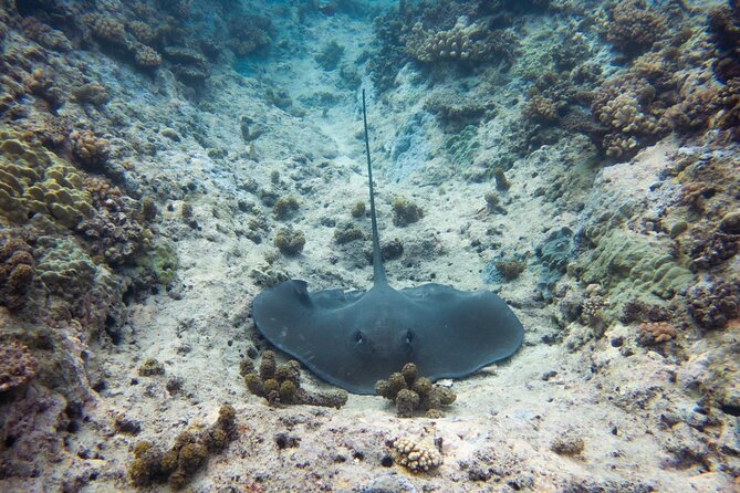 3h dolphin and snorkeling tour in a wild lagoon with Mobydick - Snorkeling among coral, fish, rays, and turtles