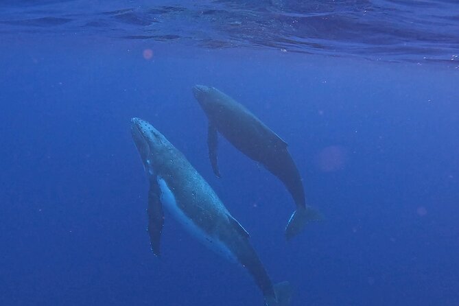 4 Hour Private Humpback Whales Encounter in Moorea - Why this Moorea tour feels different