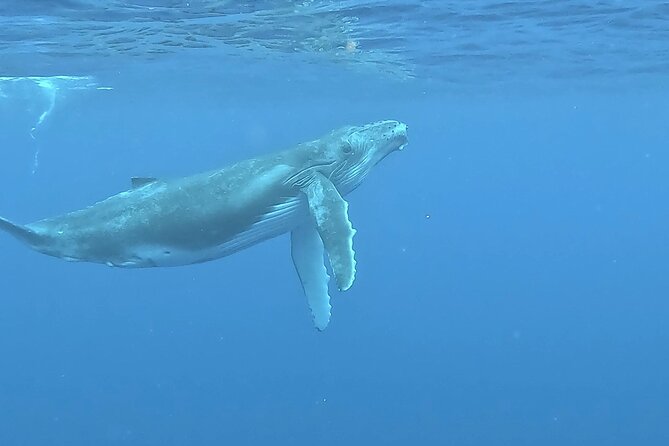 4 Hour Private Humpback Whales Encounter in Moorea - How the four hours unfold