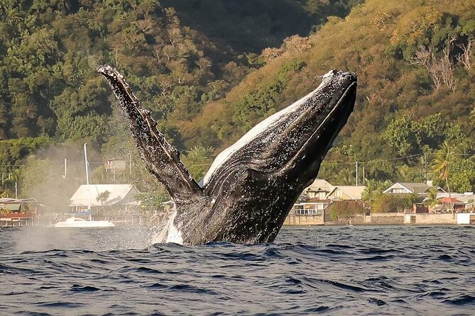 4 Hours of Humpback Whale Watching in Tahiti - Key points to know before booking