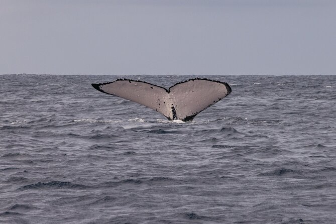 4 Hours of Humpback Whale Watching in Tahiti - Why the small boat changes the experience
