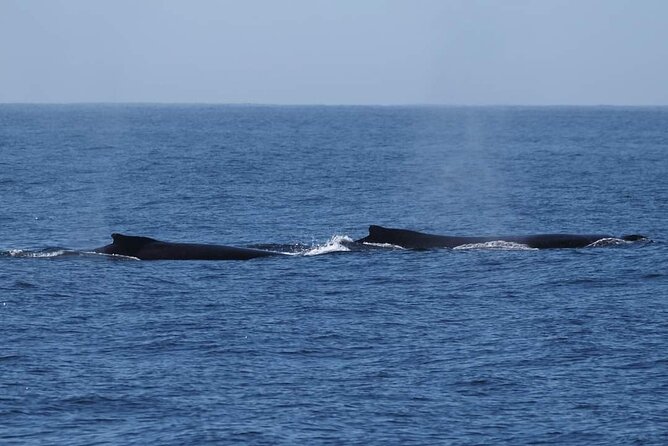 4 Hours of Humpback Whale Watching in Tahiti - Other wildlife you might see in the open ocean