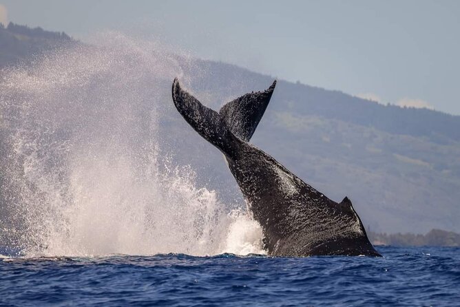 4 Hours of Humpback Whale Watching in Tahiti - What the mixed experiences tell you