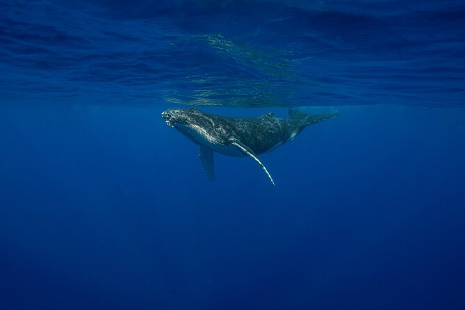 4 Hours of Humpback Whale Watching in Tahiti - Watching whales from the boat first