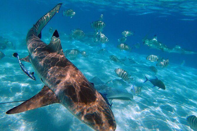 6 Hour Private Boat Activity with Snorkeling & Lunch - Cruising Through Cook Bay and Opunohu Bay