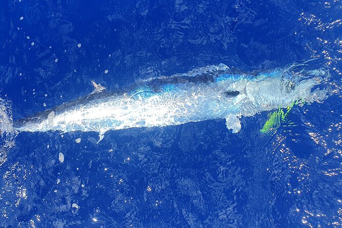 A Day of Big Game Fishing in a small group - The best sightings are not promised