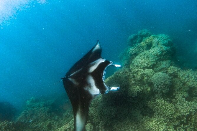 An Immersed Day in Bora Bora with O-sea - Coral gardens and colorful fish