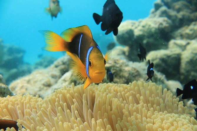 Aqua Safari Introductory Helmet Dive (Underwater Walk) - Timing, weather, and cancellation concerns