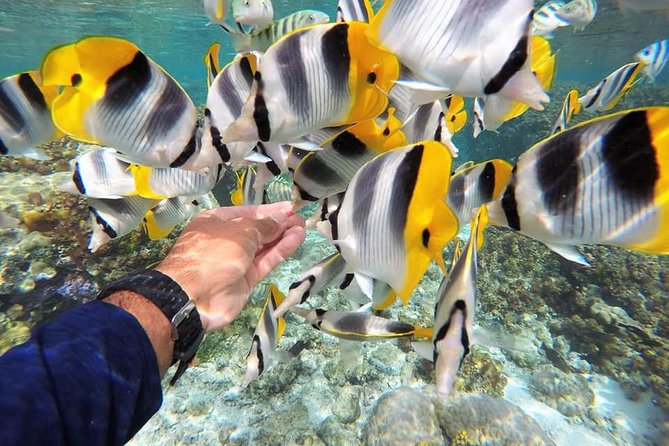Authentic Polynesian Experience - Why this Tahaa day trip works so well