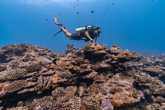 Baptism: introductory dive at Moorea Fun Dive - What you may see at L’Aquarium