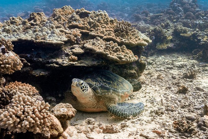 Baptism: introductory dive at Moorea Fun Dive - Booking and cancellation details that matter
