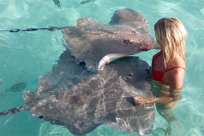 Best Way to Interact with Ocean Wildlife with Lunch. 6H - Stop three: rays and reef sharks in shallow water