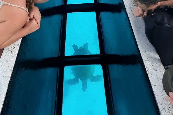 Best Way to Interact with Ocean Wildlife with Lunch. 6H - Lunch on a private motu