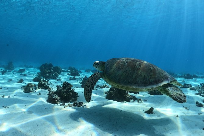 Best Way to Interact with Ocean Wildlife with Lunch. 6H - Who should book this Moorea outing?