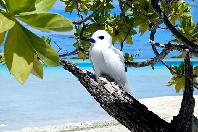 BLUE LAGOON | Eco-tour | Snorkeling Avatoru | Secret Green Lagoon - The Secret Green Lagoon and a gentle finish