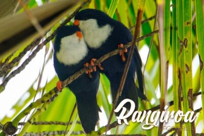 Blue Lagoon – PRIVATE ISLAND Pink sand beach and wildlife reserve