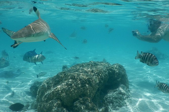 Boat tour 1/2 day Excursion in the lagoon of Moorea - Turtles and the surprise wildlife factor