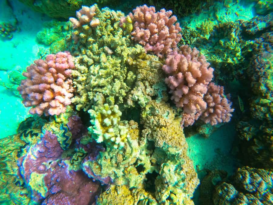 Bora Bora: 1/2 day Coral Discovery tour - Shared tour - Three stops with three different jobs