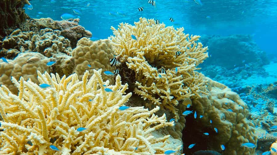 Bora Bora: 1/2 day Coral Discovery tour - Shared tour - A guide who teaches from the water