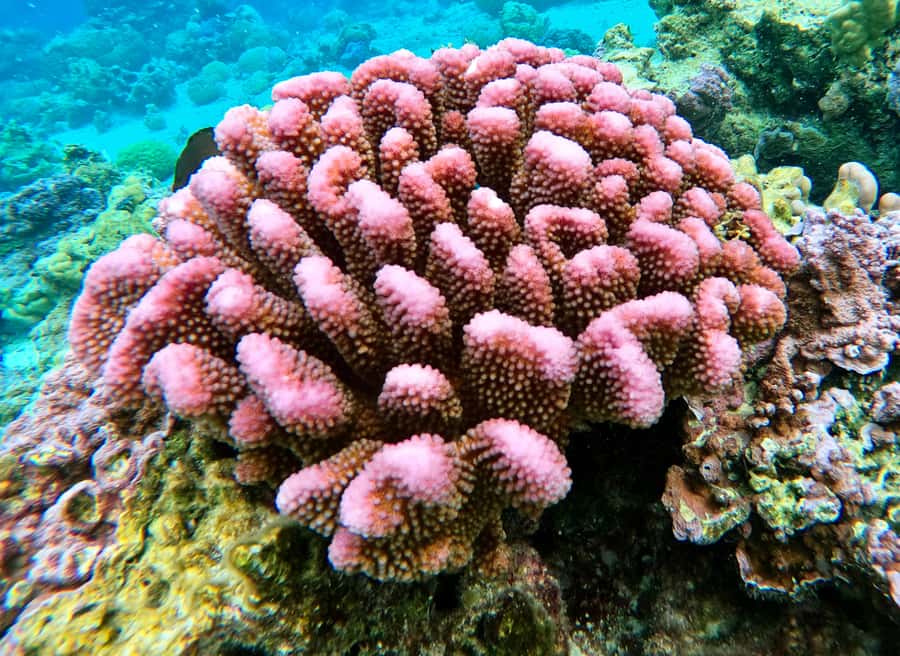 Bora Bora: 1/2 day Coral Discovery tour - Shared tour - Is $148 a fair price?