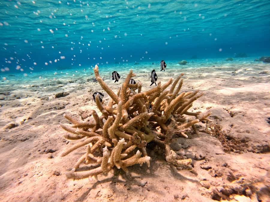 Bora Bora: 1/2 day Coral Discovery tour - Shared tour - Practical booking advice for Bora Bora