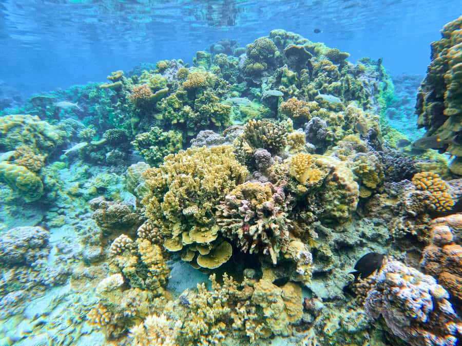 Bora Bora: 1/2 day Coral Discovery tour - Shared tour - Should you book the Coral Discovery Tour?