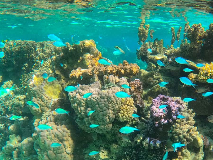 Bora Bora: 1/2 day lagoon safari - Shared tour - Key Points Before You Book