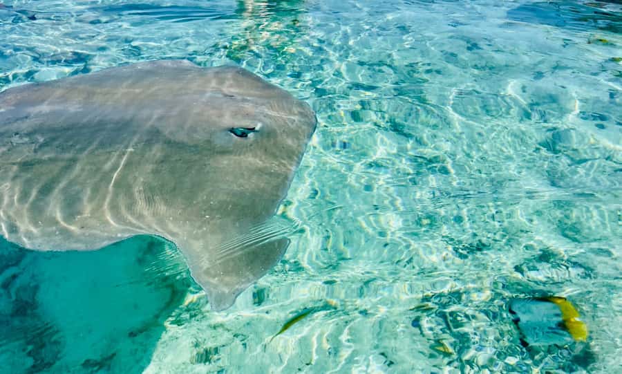 Bora Bora: 1/2 day lagoon safari - Shared tour - The Possible Bonus: Manta and Eagle Rays